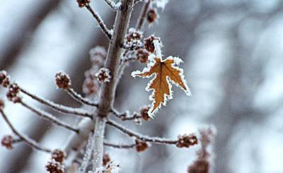 frost.jpg