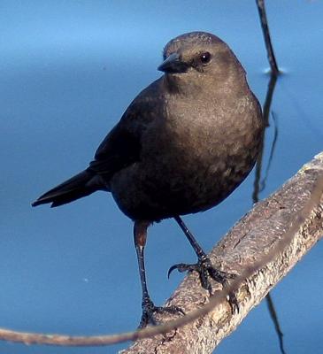 blackbird female2.jpg
