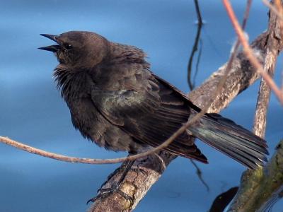 blackbird female3.tif