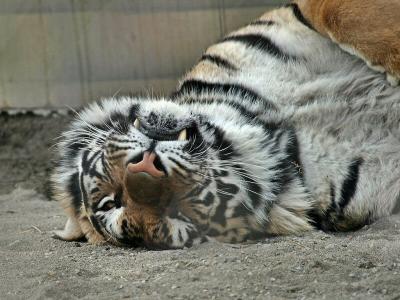 tiger_sleeping_head.2.JPG