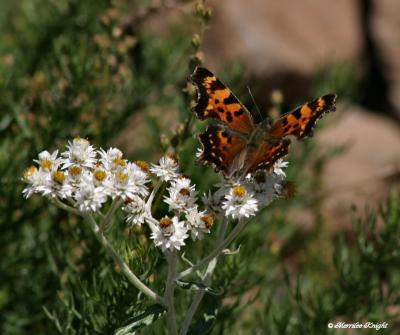 anglewing_zephr_on_pearly_everlasting.jpg