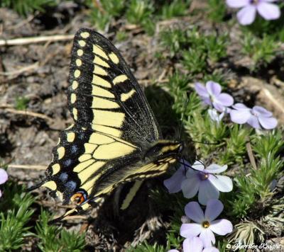 anise_swallowtail_2.jpg