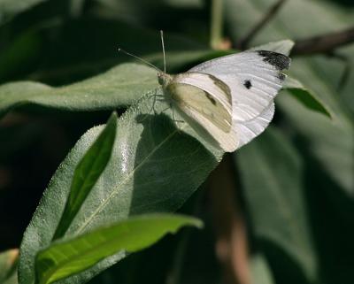 cabbage_white_butterfly.jpg
