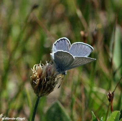 Merri's Bugs and Butterflies