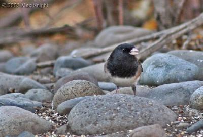 junco eyeing me