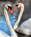 Swan Couple