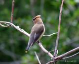 cedar waxwing