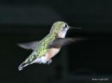 female blackchin hovering