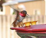 rufous hummer