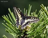 anise_swallowtail_on_pine.jpg