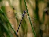 dragonfly_blue.jpg