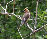 cedar_waxwing_profile.jpg