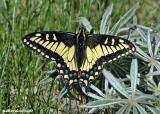 anise_swallowtail_on_lupin.jpg