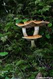 mushroom_stack.jpg