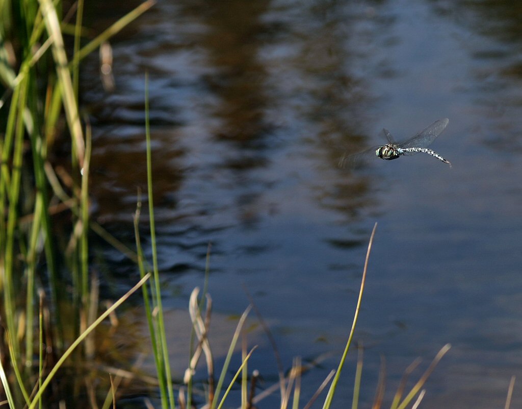 dragonfly_on_the_wing.jpg