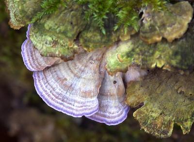 Shelf Fungi