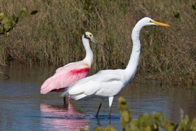 Great Egret and Roseate