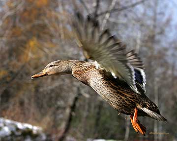 Blending In - Duck