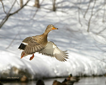 Winter Departure - Duck