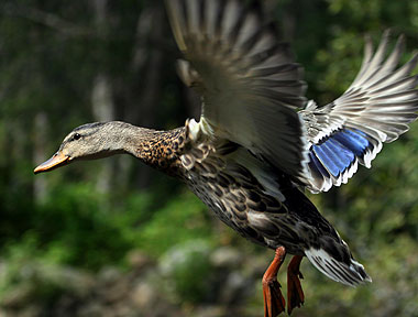 Mallard Madness - Duck