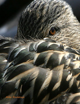 Cautious Katie - Mallard Duck