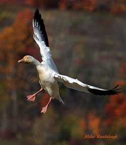 Alighting With Grace - Greater Snow Goose