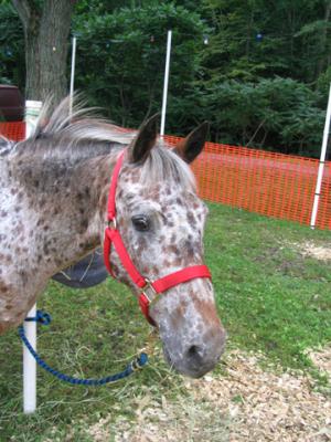 Got a carrot?