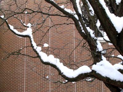 Snow on Branches