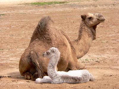 158 A baby camel...few minutes old.jpg