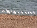 097 Egrets.jpg