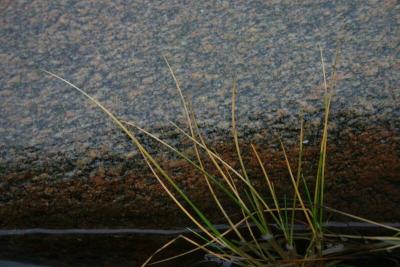 The grass and the granite