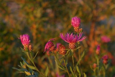 Flowers in sundown