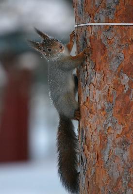March 1: Squirrel in winter dress