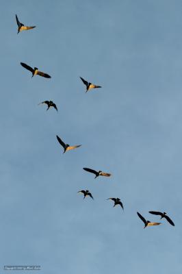 220-CRW_2009.jpg
