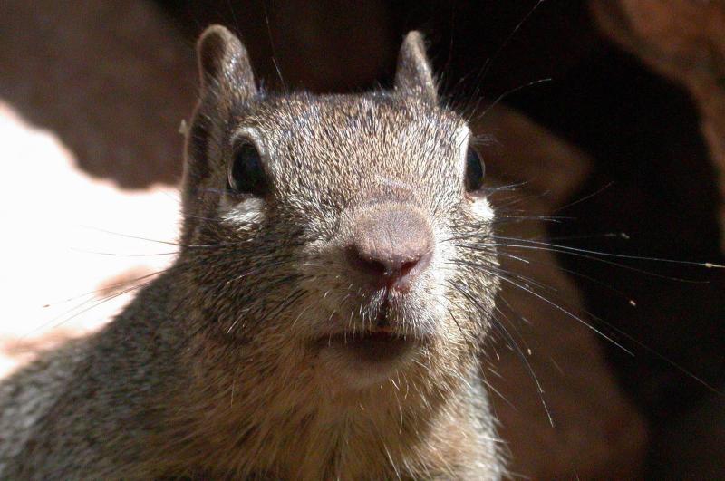 Zion NP Squirrel