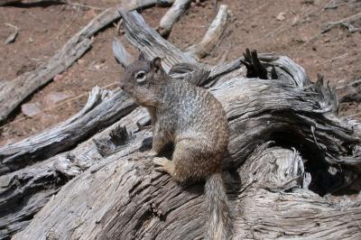 Black Canyon Squirrel