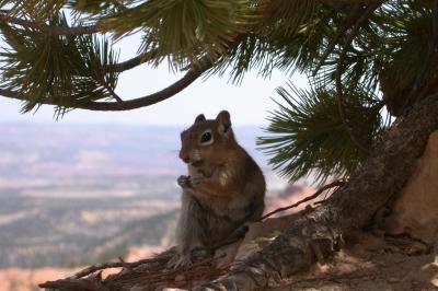 Bryce Canyon Squirrel