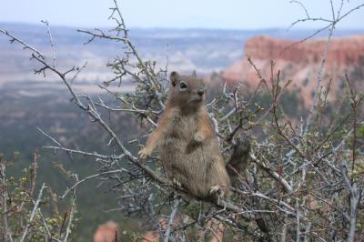 Another Bryce Canyon Squirrel