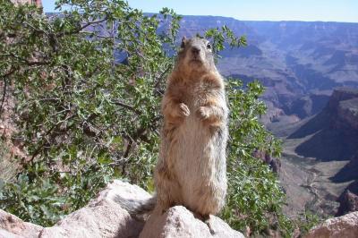 Another Picture of the same Grand Canyon Squirrel