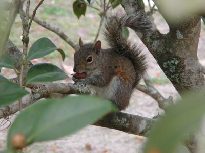 Wakulla Springs Squirrel