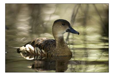 duck2.jpg