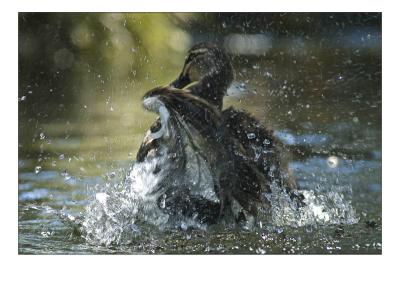 duck12.jpg
