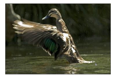 duck13.jpg
