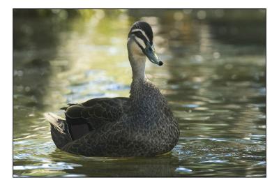 duck19.jpg