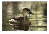 duck2.jpg