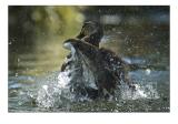 duck12.jpg