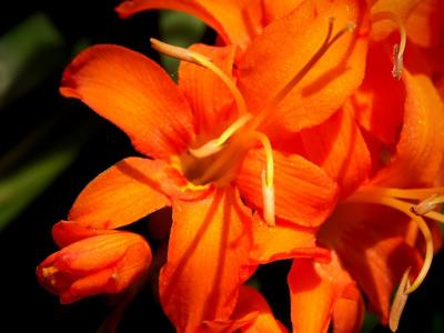 Crocosmia