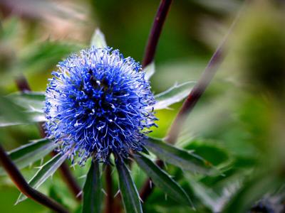 Eryngium - Sea Holly