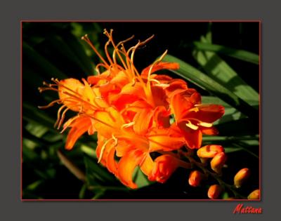 Crocosmia