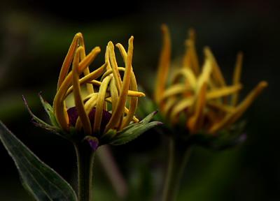 Rudbeckia Goldsturm